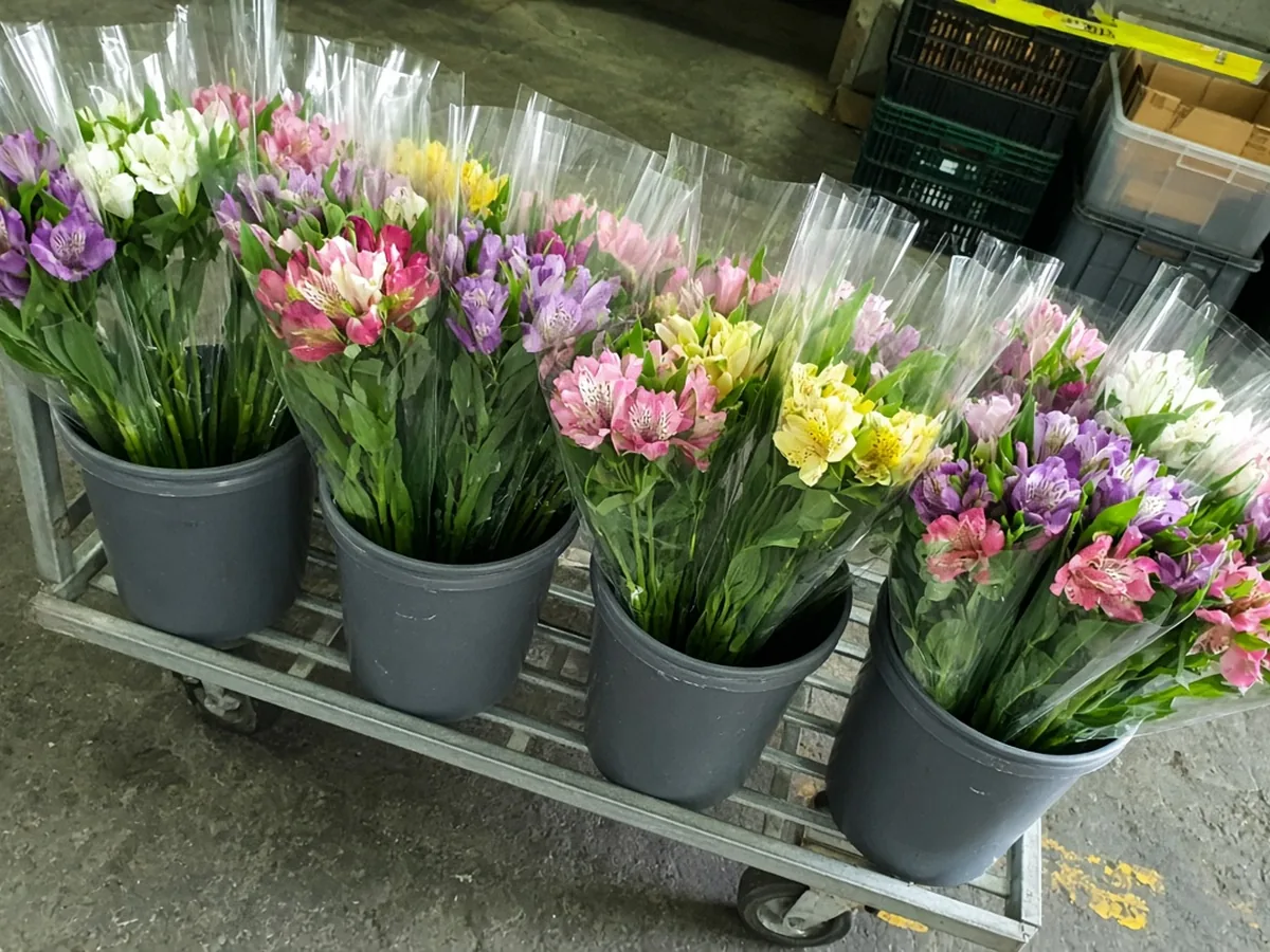 Alstremeria mix